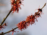Hamamelis Robert 2015 02 07 3143